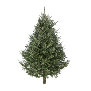 Fraser Fir Christmas Tree 6-7ft