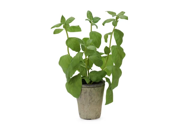 neptune-basil-plant