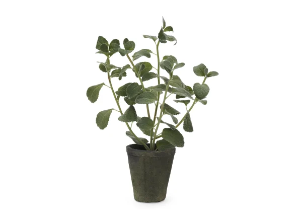 neptune-mint-plant