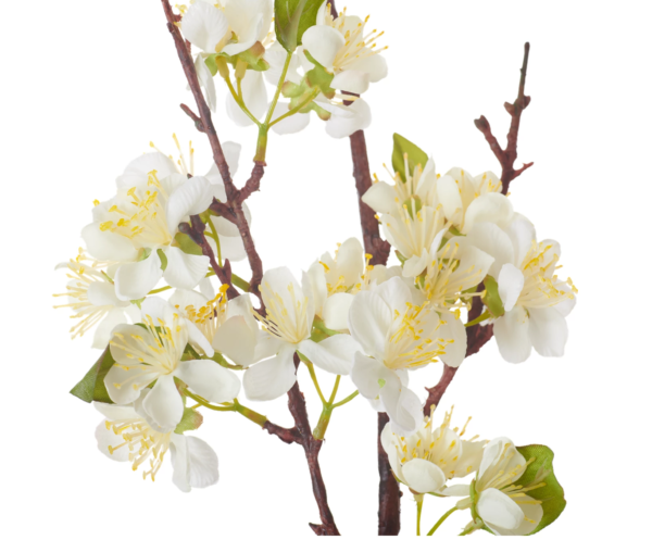 neptune-apple-blossom