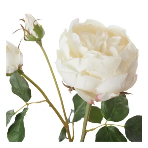 neptune-english-rose