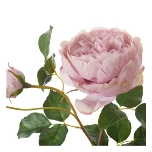 neptune-english-rose-dusky-pink