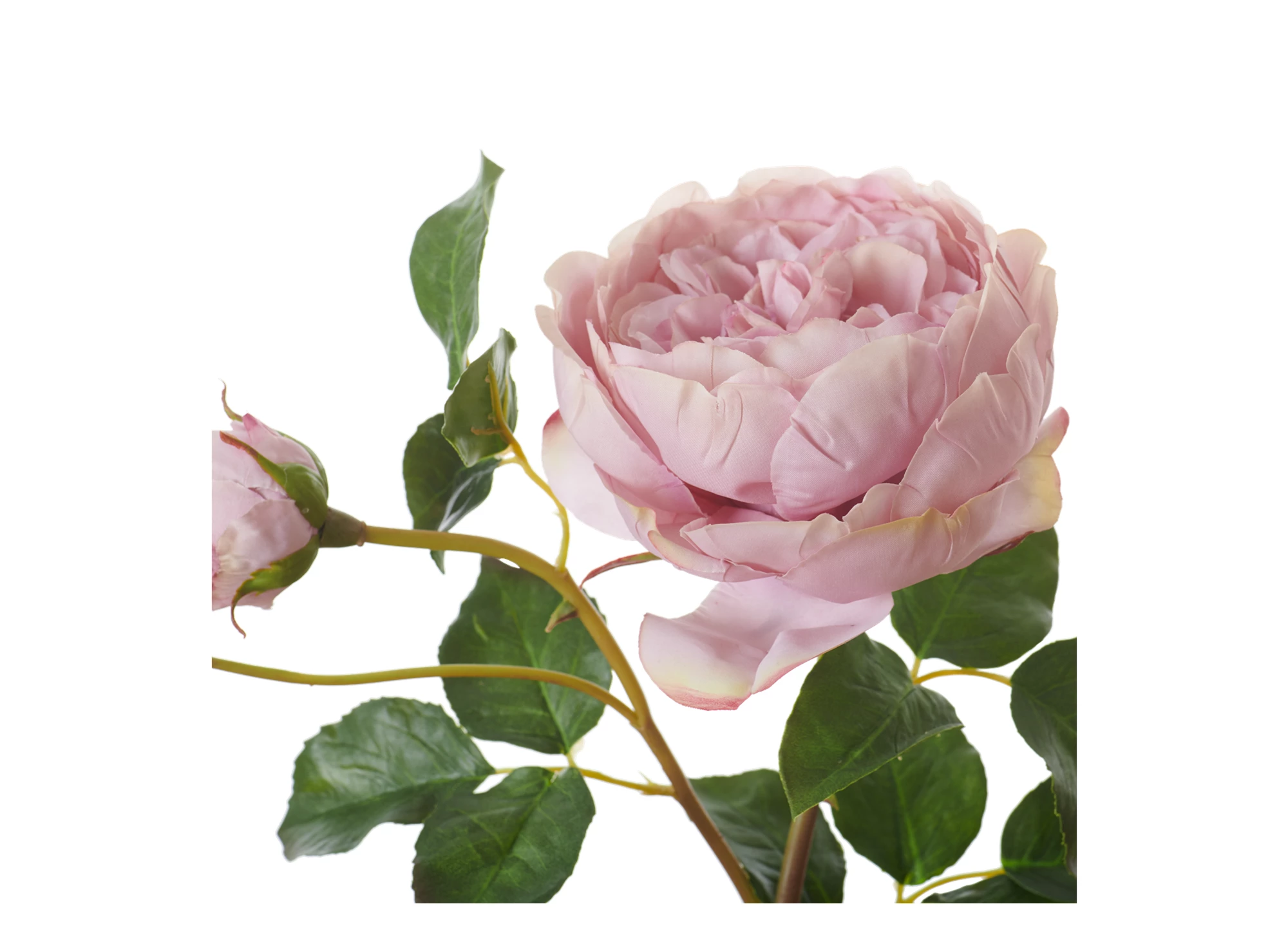 neptune-english-rose-dusky-pink