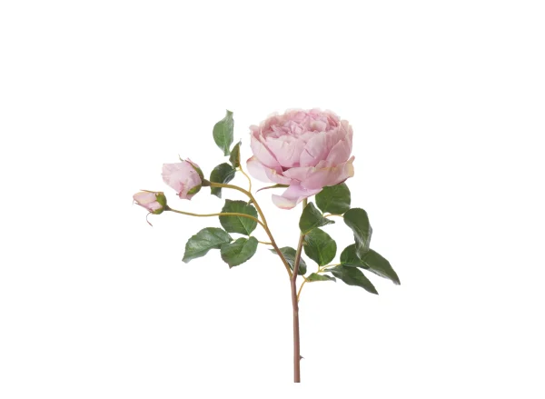 neptune-english-rose-dusky-pink1