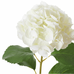 neptune-hydrangea-white