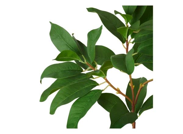 neptune-laurel-leaf