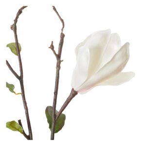 neptune-magnolia-branch
