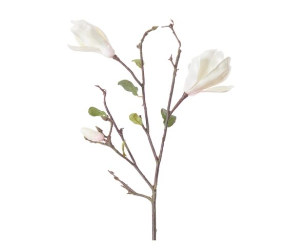 neptune-magnolia-branch-closeup