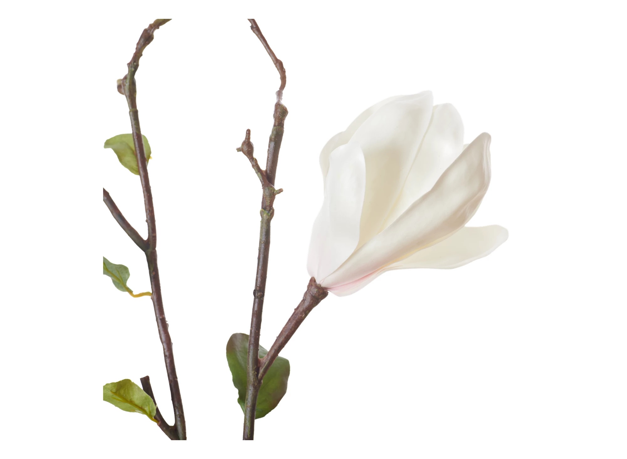 neptune-magnolia-branch
