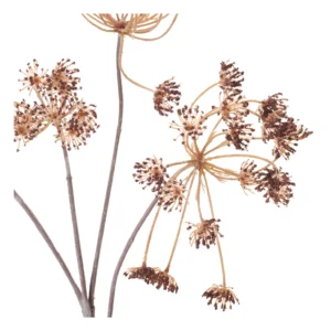 neptune-queenannes-lace