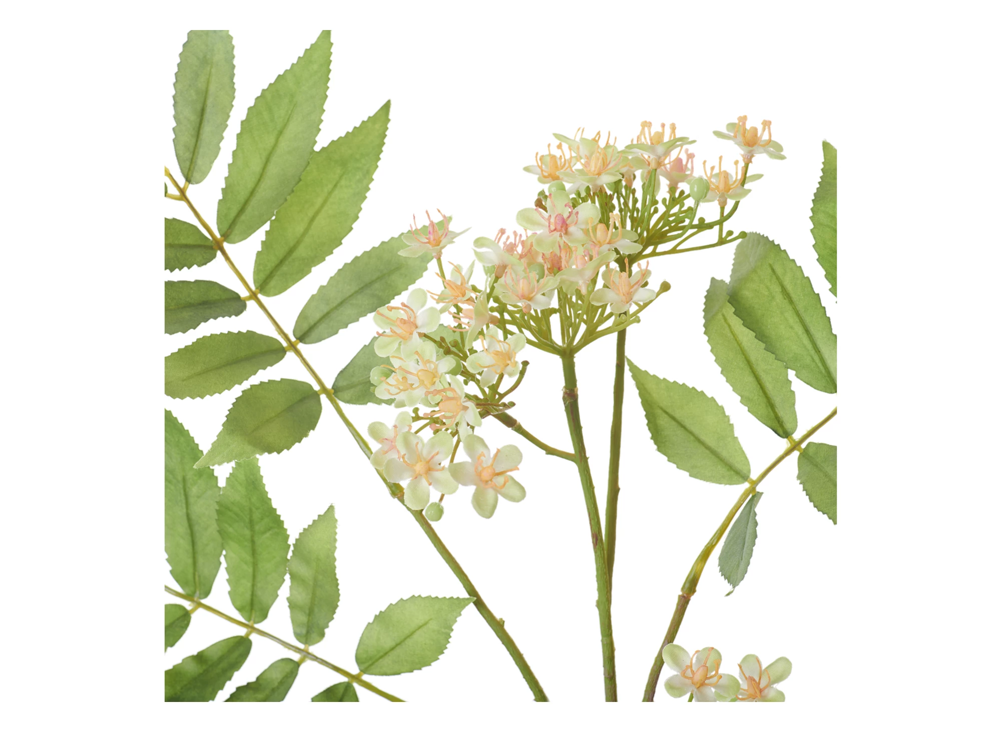 neptune-rowan-blossom